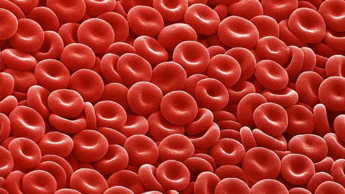 Eritrocitos — Glóbulos rojos