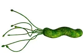 Helicobacter pylori — Bacteria gástrica