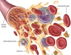 La sangre: se observan eritrocitos, leucocitos, plaquetas y plasma
